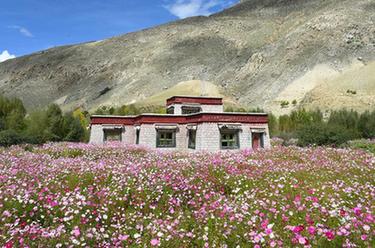西藏尼木：中秋鮮花艷