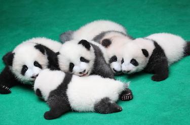 成都：7只新生大熊貓齊亮相
