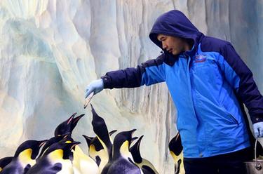 在亚热带养企鹅——企鹅“老爸”与他的一家
