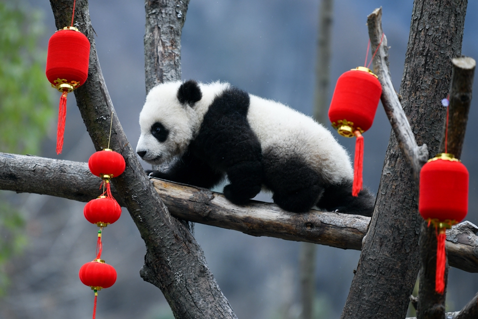 大熊猫宝宝贺新春