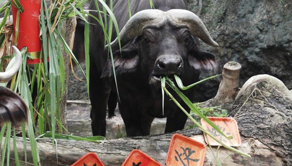 新加坡：动物园里迎牛年