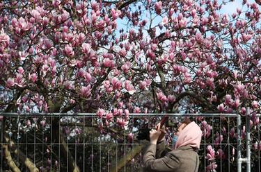 巴黎：春花綻放