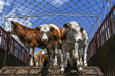 开鲁牛市交易忙