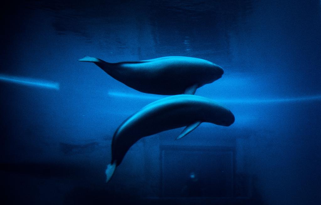 江豚母子戏水欢