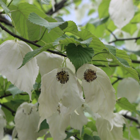 中国和云南省的生物多样性介绍