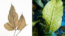 珍稀濒危植物&ldquo;活起来&rdquo;