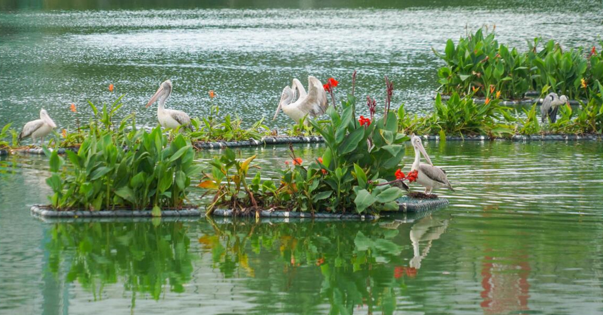 通讯：科伦坡生态浮岛为水鸟打造新家