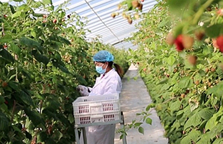 全球连线|（走近冬奥）AI种的树莓 要端上冬奥餐桌！