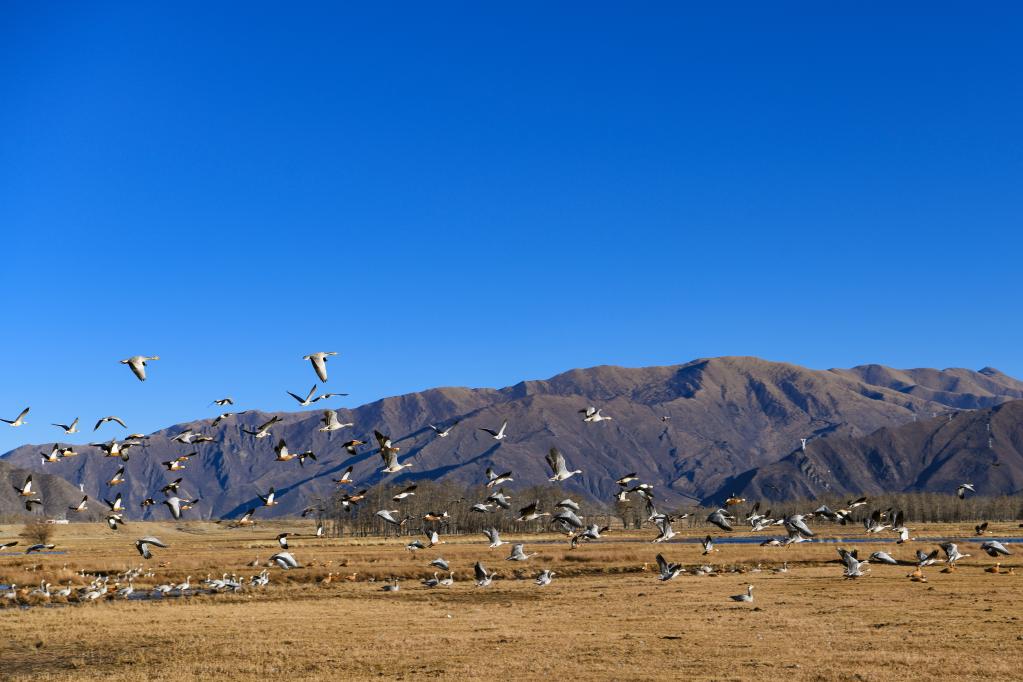 高原湿地的&ldquo;客人&rdquo;