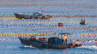 &ldquo;海上春耕&rdquo;美如画