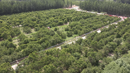 我们新疆好地方丨小小樱桃&ldquo;红透&rdquo;南疆县城