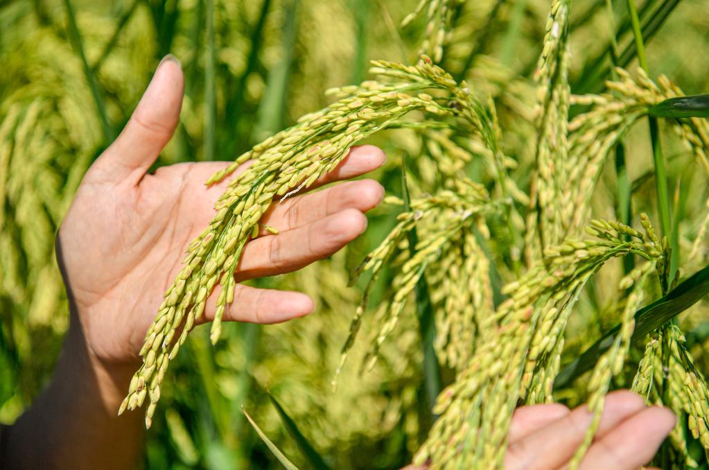 天津：&ldquo;巨型稻&rdquo;长势喜人