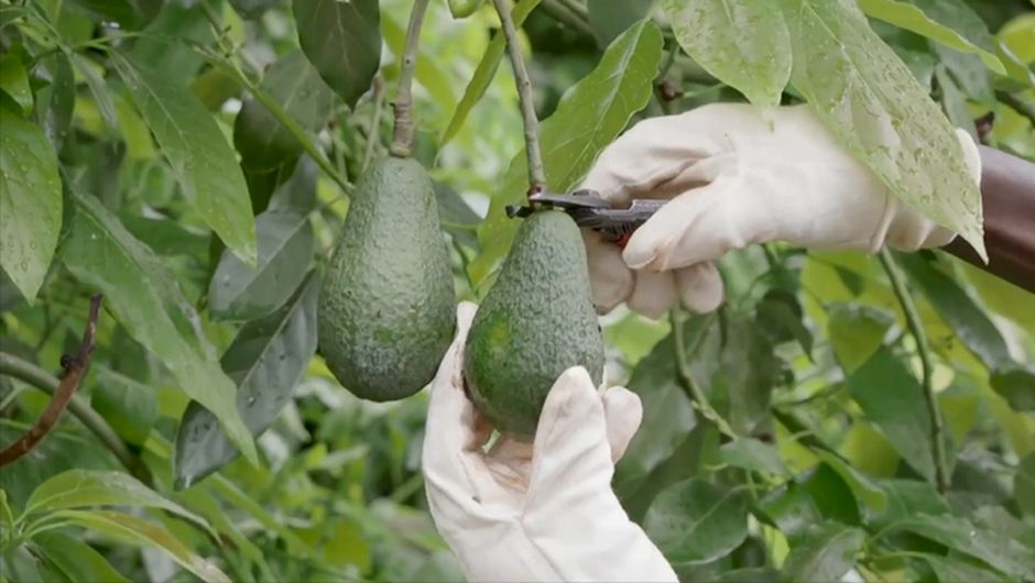 我的进博故事丨水果上新了！非洲牛油果参展第五届进博会