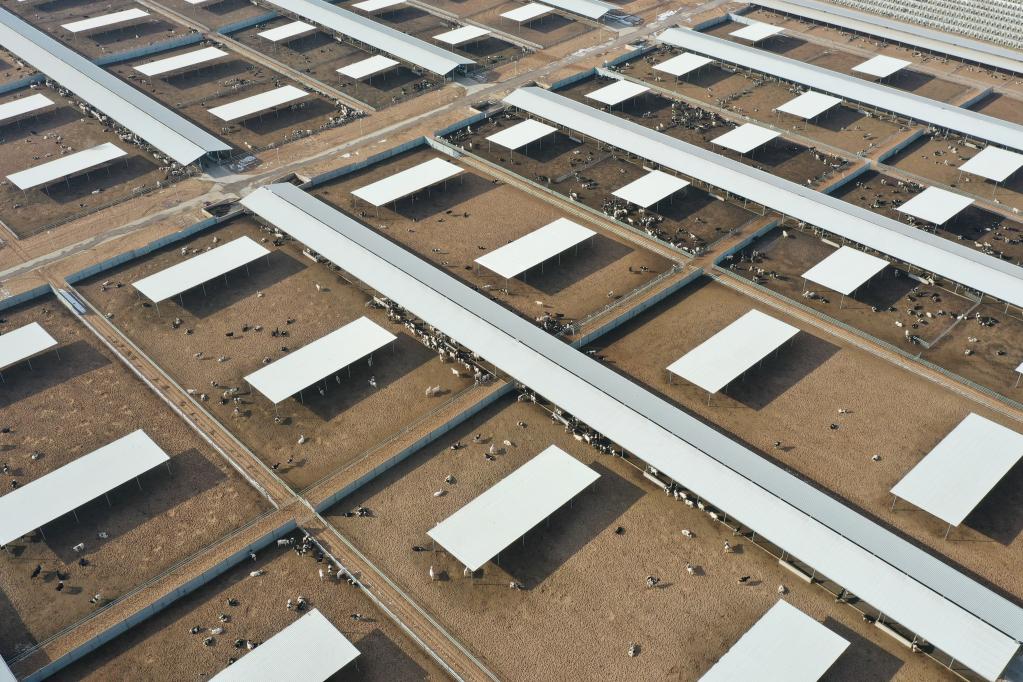 强信心&middot;开新局｜企业聚 牧场增 产奶旺&mdash;&mdash;百亿级河西走廊黄金奶源基地渐具雏形