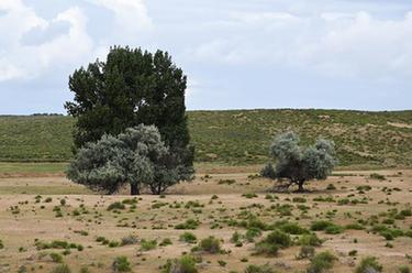 新华全媒+丨黄河&ldquo;几字弯&rdquo;治沙人物群像