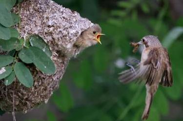 河北丰南：&ldquo;鸟类建筑师&rdquo;沿海湿地育雏