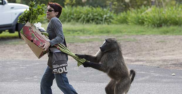 南非厚脸皮狒狒公然打劫抢蔬菜