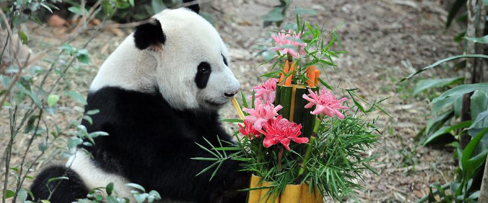 新加坡:大熊猫“凯凯”和“嘉嘉”过生日