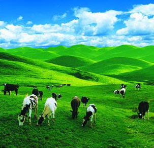 探秘远“俏”中国的荷兰乳业