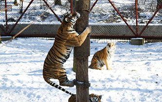 东北虎林园：老虎爬树“显身手”