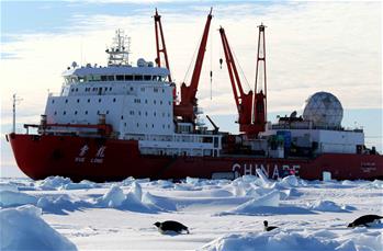 “雪龙”号船边的南极企鹅