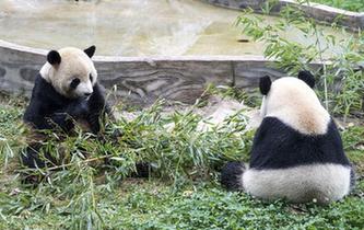 大熊猫：多吃少动 美美过冬