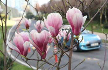 伊斯坦布尔：春回大地百花开