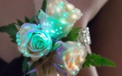 澳科学家成功研制“荧光鲜花”