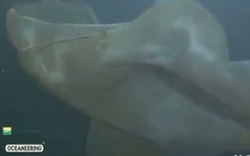 深海摄像机拍到不明物体 或为未知海洋生物(图)