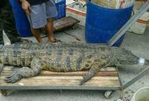 佛山河里现2.5米巨鳄 与69老人搏斗2小时