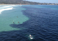 美国一海岸鱼群聚集"染黑"海水