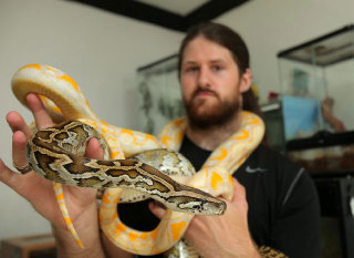 英奇异动物爱好者与28条蛇14只蜥蜴同居（组图）