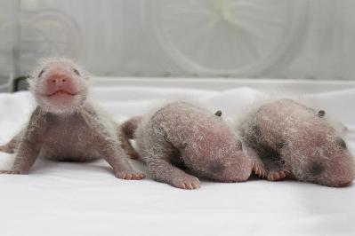 卧龙大熊猫&ldquo;菊笑&rdquo;在广州产下三胞胎