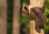芬兰棕熊幼崽趁熊妈打盹顽皮爬树