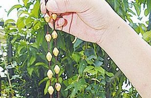 清代&ldquo;驱蚊神器&rdquo;现身 金项链中暗藏药材