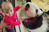 维也纳大熊猫宝宝“福豹”满周岁（组图）