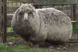 澳大利亚一只羊6年未剪毛拥有20公斤羊毛 身体圆得像球（组图）
