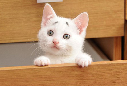 英国&ldquo;焦虑猫&rdquo;长&ldquo;八字眉&rdquo;爆红网络