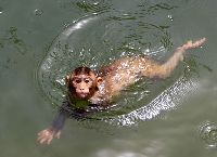 暑天来袭 全球动物降温有妙招（高清组图）