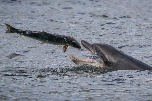 海豚捕食大马哈鱼瞬间（组图）
