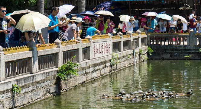 厦门南普陀寺池塘放生&ldquo;龟满为患&rdquo; 乌龟叠罗汉晒太阳