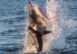 超4米长大白鲨跃出海面捕食海豹瞬间（高清组图）