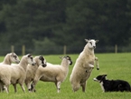 英国举办牧羊犬竞赛 呆萌小羊抢镜