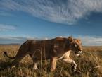 世界狮子日：走近非洲肯尼亚草原上的“霸主”【高清组图】