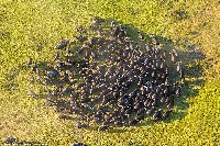 摄影师3000英尺高空拍摄博茨瓦纳动物奇观（高清组图）