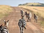 野生动物天堂：肯尼亚马赛马拉国家保护区（高清组图）
