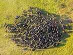 英摄影师900米高空俯拍非洲野生动物【高清组图】