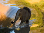 摄影师拍到非洲狮过河被瀑布急流冲走尴尬瞬间【高清组图】