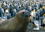 400万企鹅大军&ldquo;攻占&rdquo;神秘小岛 场面壮观【组图】