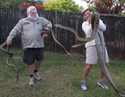 澳两母蟒蛇为争交配权在一居民屋顶打架【组图】